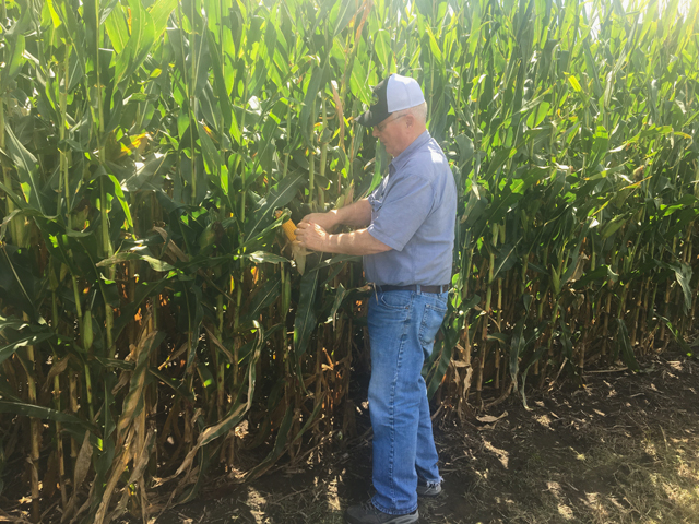 Illinois farmer John Werries checks one of his cornfields, which he expects to be ready for harvest before a hard frost, which typically occurs in late October in his region. But farther north, growers face earlier frost dates and more uncertainty about their crops. (Photo courtesy John Werries)